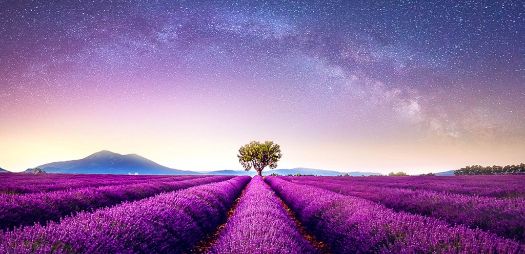 Tree in lavender field at sunset